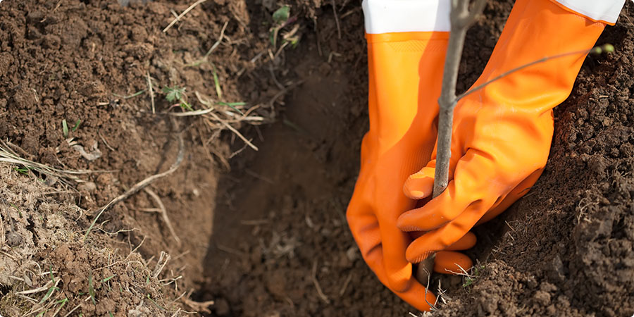 Curso Recuperação de Áreas de preservação da FAATESP